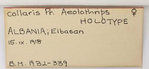 Aeolothrips collaris Priesner, 1919 - 013567326_additional