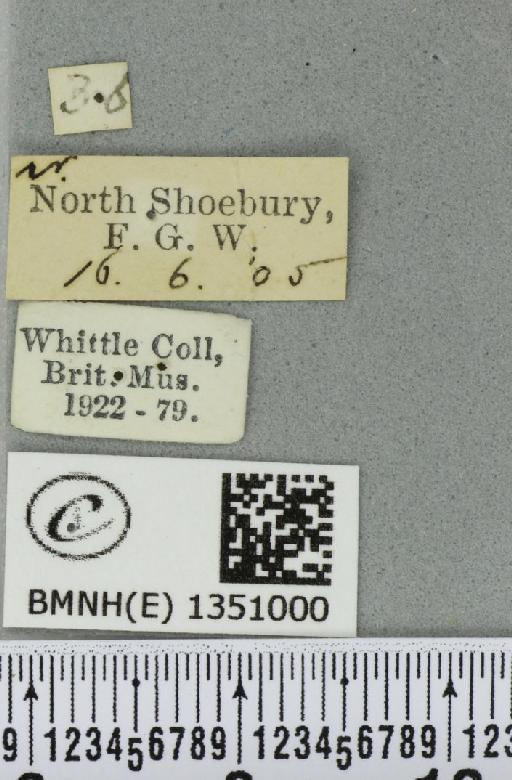 Korscheltellus lupulina (Linnaeus, 1758) - BMNHE_1351000_label_186392