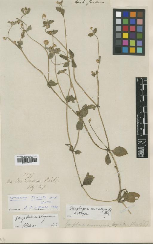 Gomphrena elegans Mart. - BM000993145