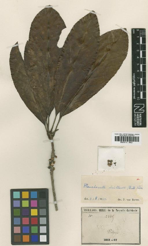 Pouteria vieillardii (Baill.) Baehni - BM001015921