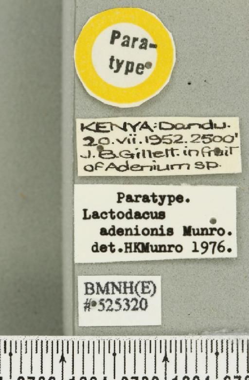 Dacus (Psilodacus) adenionis (Munro, 1984) - BMNHE_525320_label_38692