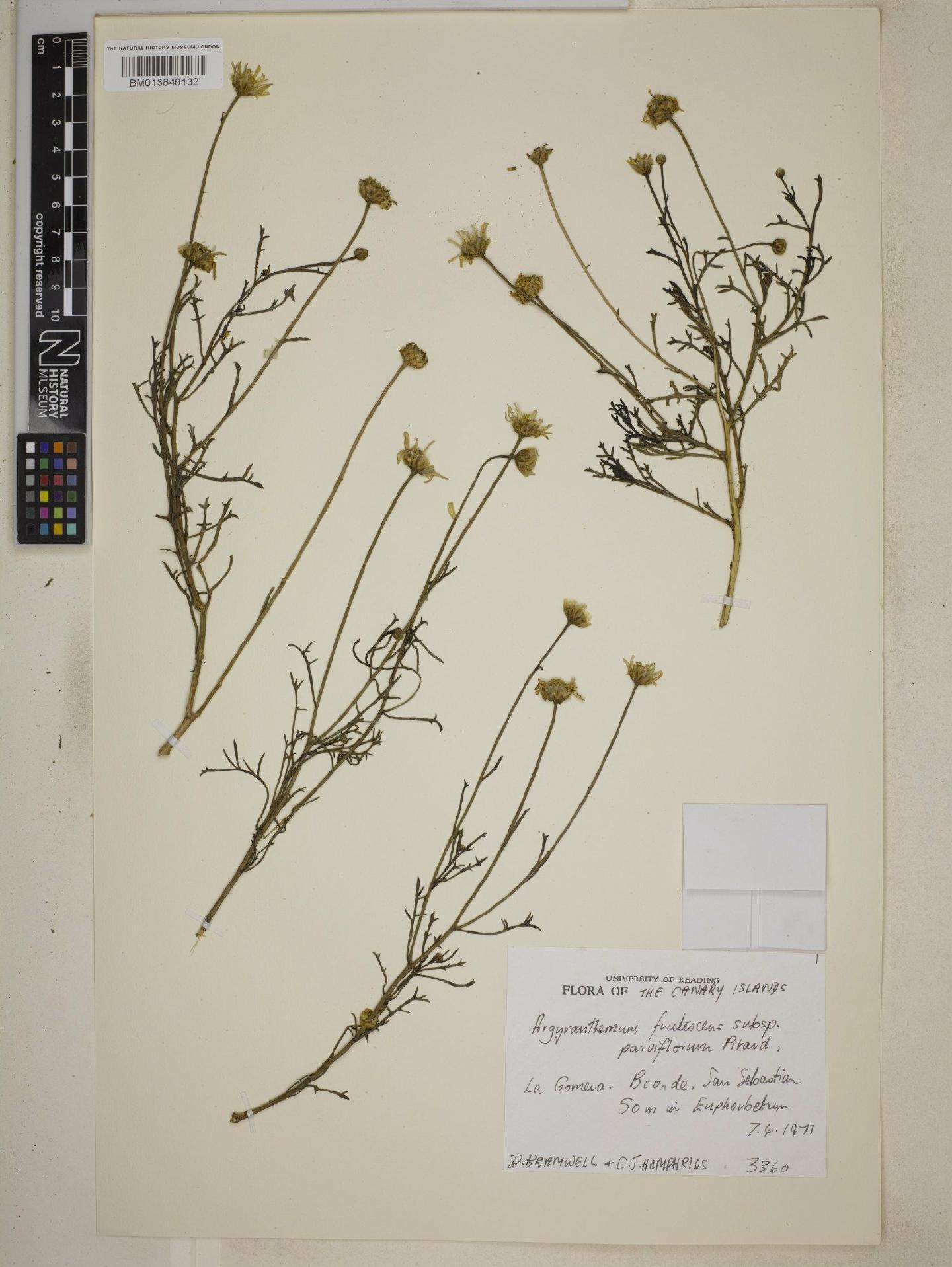 To NHMUK collection (Argyranthemum frutescens subsp. parviflorum (Pit. & Proust) Humphries; NHMUK:ecatalogue:9073423)