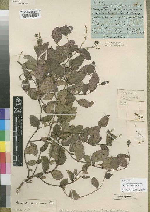 Plukenetia procumbens Prain - BM000535903