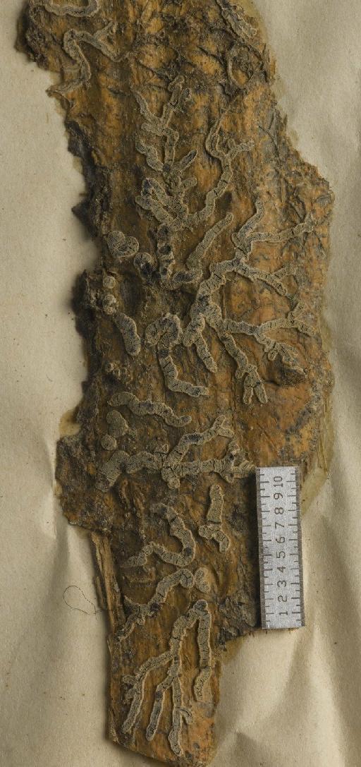 Sarcographa leprieurii (Mont.) Zahlbr. - BM001106734_a