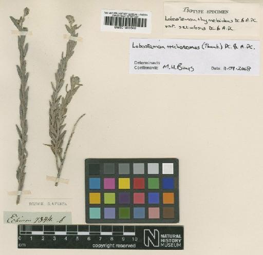 Lobostemon trichotomus (Thunb.) DC. & A.DC. - BM001000640