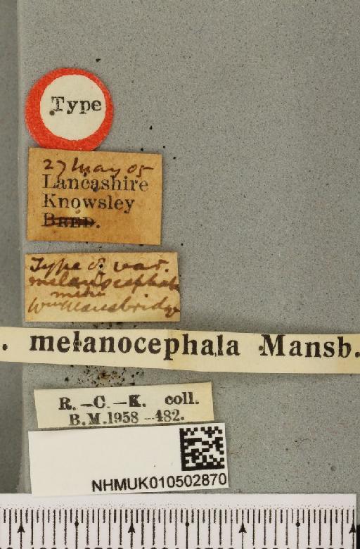 Acronicta leporina ab. melanocephala Mansbridge, 1905 - NHMUK_010502870_label_561037