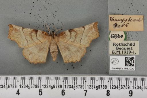 Selenia dentaria ab. costijuncta Cockayne, 1948 - BMNHE_1881030_446190