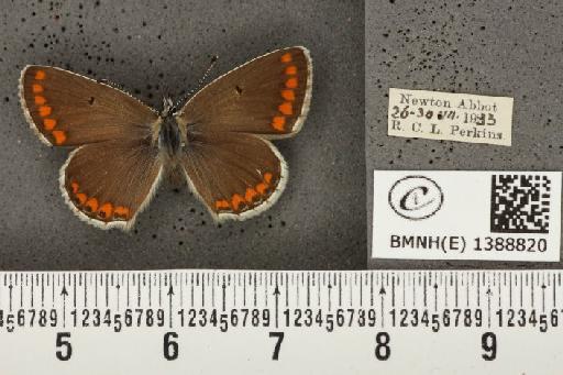 Aricia agestis (Denis & Schiffermüller, 1775) - BMNHE_1388820_180592