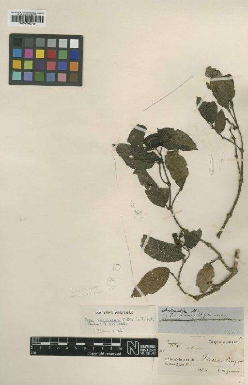 Piper rugulosum C.DC. - BM000993739