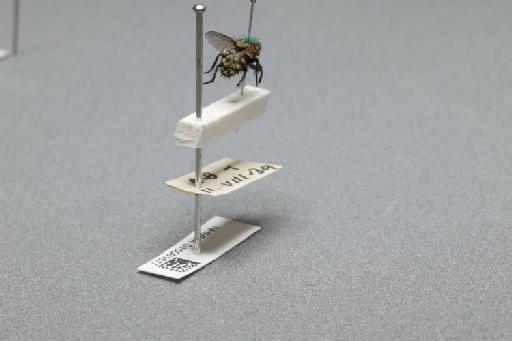 Sarcophaga (Myorhina) nigriventris Meigen, 1826 - 015091677_additional_1