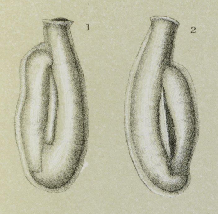 To NHMUK collection (Miliolina cultrata Brady, 1881; Syntype; NHMUK:ecatalogue:3092679)
