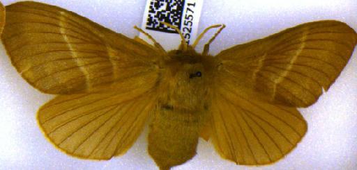 Macrothylacia rubi (Linnaeus, 1758) - BMNH(E)_1525571