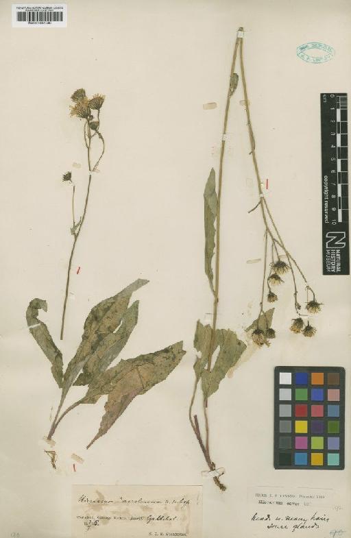 Hieracium levicaule subsp. acroleucum (Stenstr.) Zahn - BM001051040