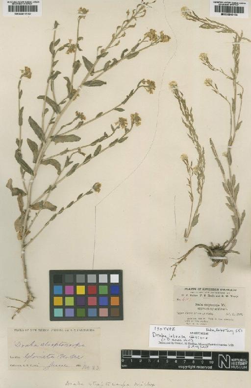 Draba aurea Vahl ex Hornem. - BM000815153