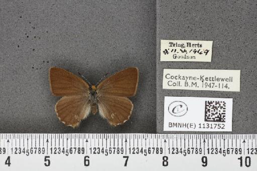 Callophrys rubi rubi (Linnaeus, 1758) - BMNHE_1131752_97311