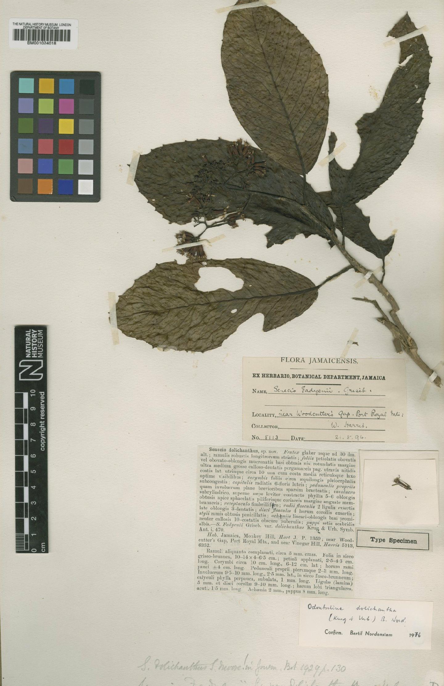To NHMUK collection (Senecio dolichanthus S.Moore; Type; NHMUK:ecatalogue:621610)