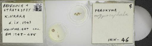 Campiglossa argyrocephala (Loew, 1844) - BMNHE_1502180_57530