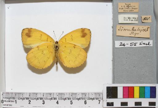 Eurema simulatrix Staudinger, 1891 - NMHUK010429727_22_Eurema_simulatrix_(Semper, 1891)