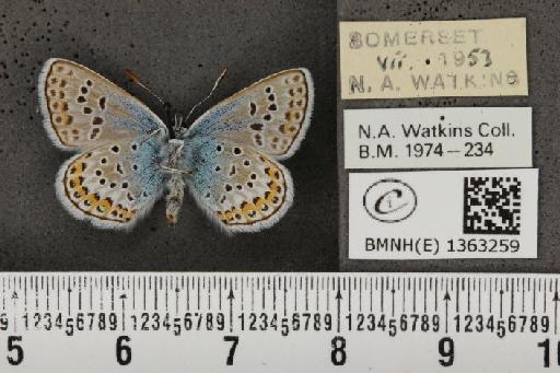 Plebejus argus argus - BMNHE_1363259_162940