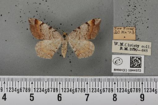 Macaria liturata ab. albescens Kaucki, 1928 - BMNHE_1844972_421251