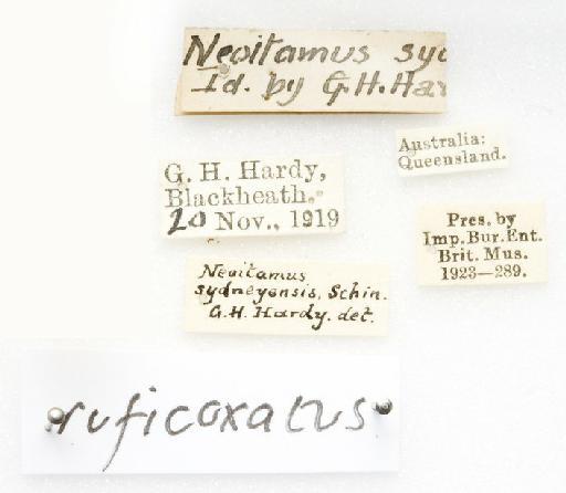 Cerdistus ruficoxatus (Macquart, 1850) - Cerdistus ruficoxatus labels