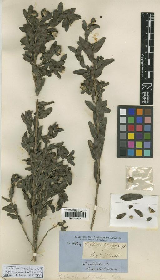 Hibbertia echiifolia R.Br. ex Benth. - BM000797276