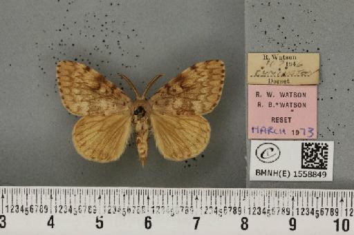 Lymantria dispar (Linnaeus, 1758) - BMNHE_1558849_252764