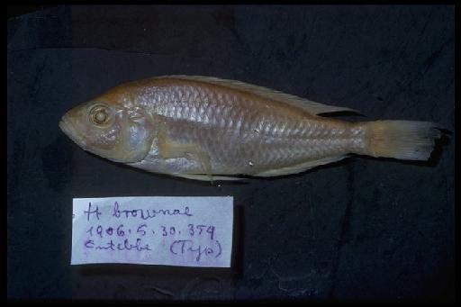 Haplochromis brownae Greenwood, 1962 - Haplochromis brownae; 1906.5.30.354