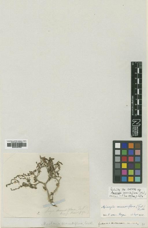 Apinagia secundiflora (Tul.) Pulle - BM000957980