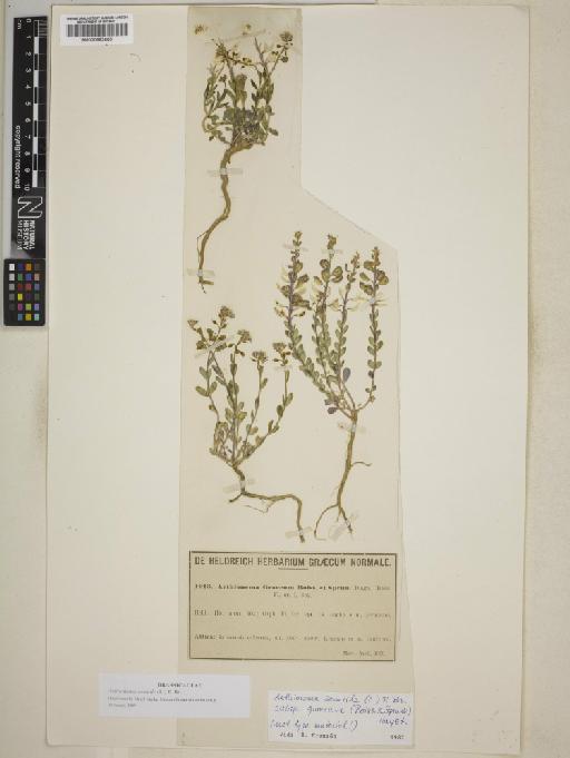 Aethionema saxatile (L.) R.Br. - BM000883600