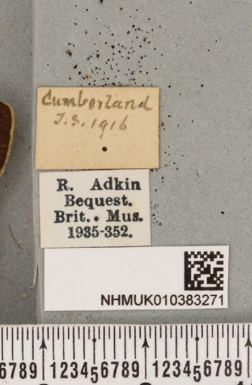 Parasemia plantaginis plantaginis (Linnaeus, 1758) - NHMUK_010383271_label_510574