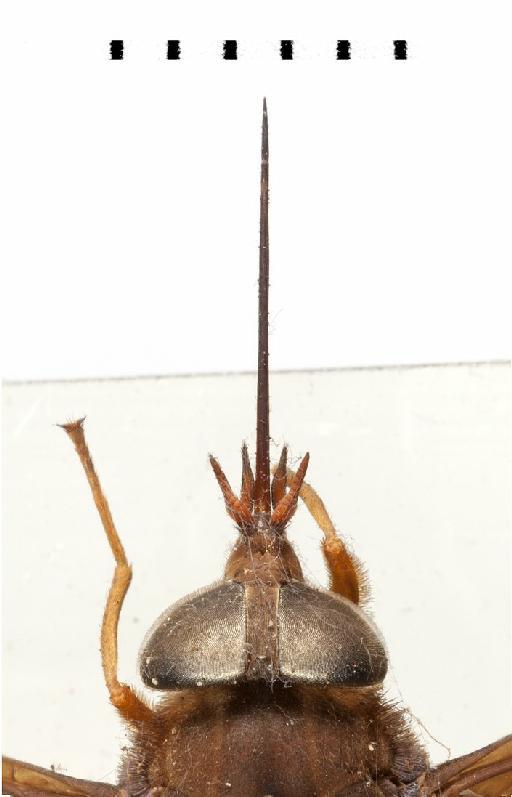 Pityocera (Pseudelaphella) nigribasis Fairchild - Pseudelaphella nigribasis head