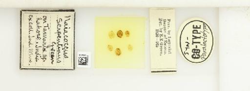 Trabutina serpentinus (Green, 1919) - 013529004_117356_1102491_157853_Type_1_1_1_1_1