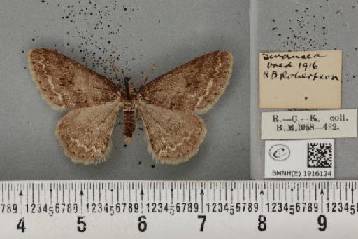 Ectropis crepuscularia ab. passetii Thierry-Mieg, 1886 - BMNHE_1916124_482819
