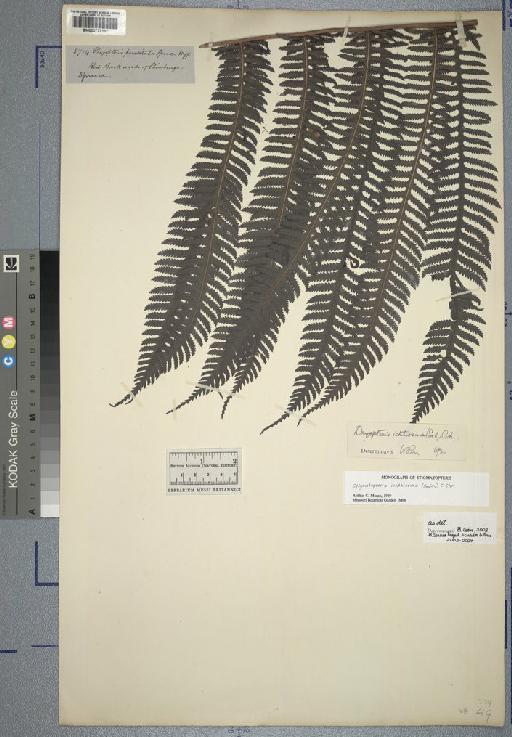 Phegopteris prasina Baker - Spruce - BM000777117