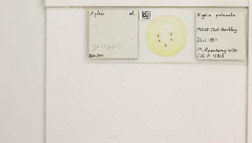 Aphis (Cerosipha) gossypii Glover, 1877 - 014840650_112507_1093036_157799_NoStatus