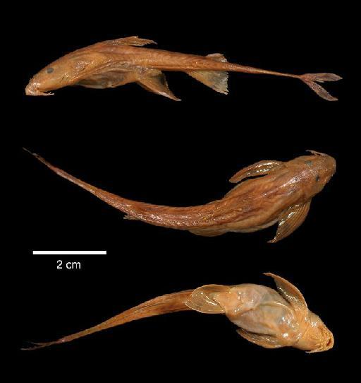 Phractura lukugae Boulenger, 1920 - 1919.7.24.32; Phractura lukugae; type; ACSI Project image