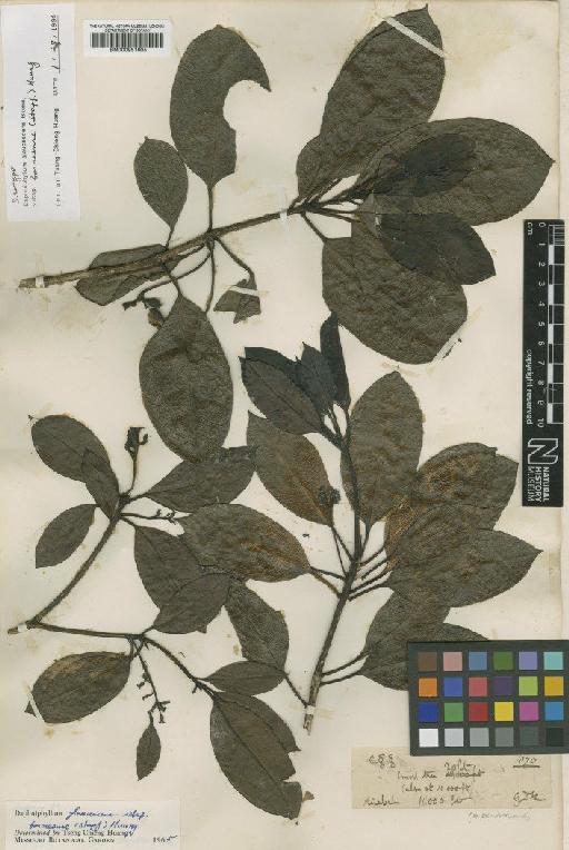 Daphniphyllum glaucescens subsp. borneense (Stapf) T.C.Huang - BM000951605