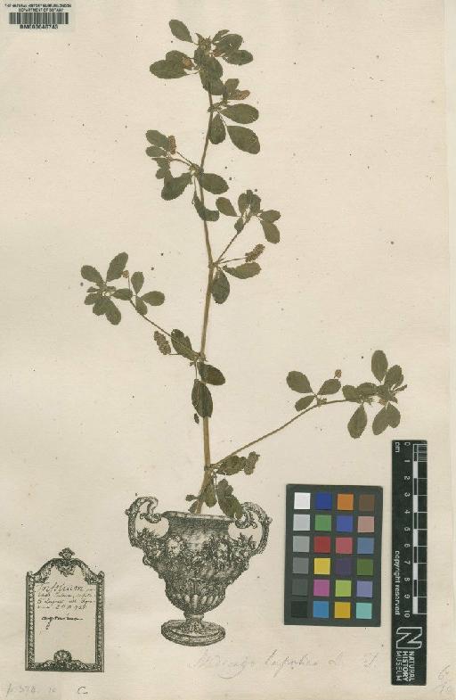Trifolium agrarium L. - BM000646743