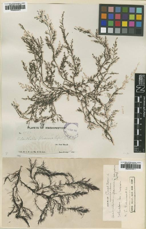 Odonthalia floccosa (Esper) Falkenberg - BM000936910