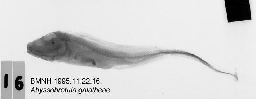 Abyssobrotula galatheae Nielsen, 1977 - BMNH 1995.11.22.16, Abyssobrotula galatheae Radiograph