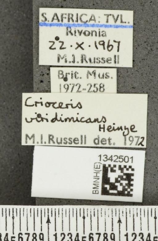 Crioceris (Crioceris) viridimicans Heinze, 1931 - BMNHE_1342501_label_12771