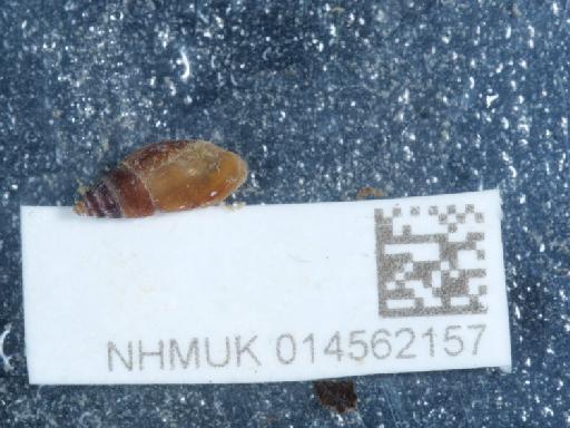 Leucophytia bidentata subterclass Tectipleura (Montagu, 1808) - 014562157_3