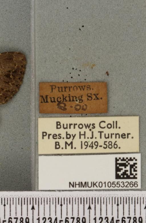 Apamea oblonga ab. lunulina Haworth, 1809 - NHMUK_010553266_label_611053