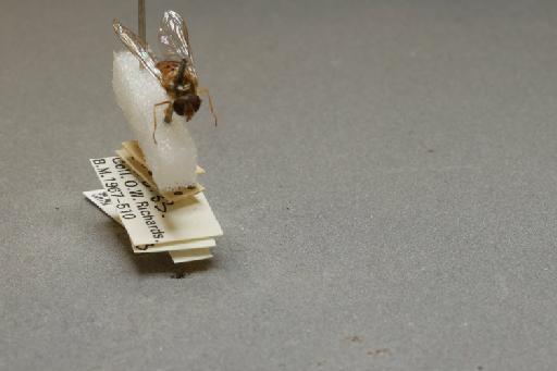 Episyrphus balteatus (De Geer, 1776) - 012516453_additional_4