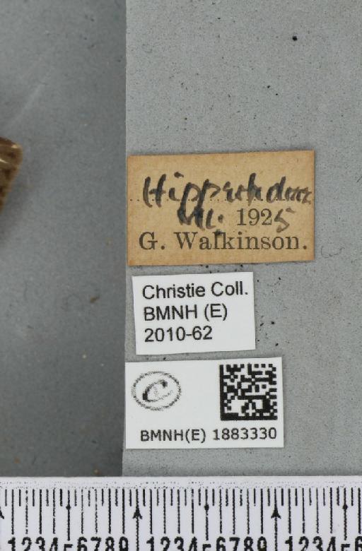 Abraxas grossulariata (Linnaeus, 1758) - BMNHE_1883330_label_439219