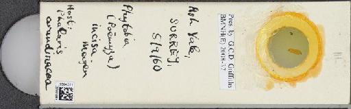 Cerodontha (Poemyza) incisa (Meigen, 1830) - BMNHE_1504311_59506