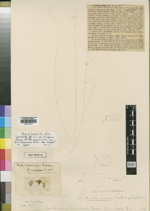 Crotalaria polysperma Kotschy - BM000843597