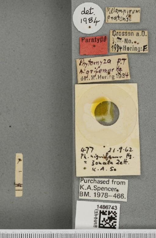 Phytomyza nigrifemur Hering, 1934 - BMNHE_1486743_a_label_61002