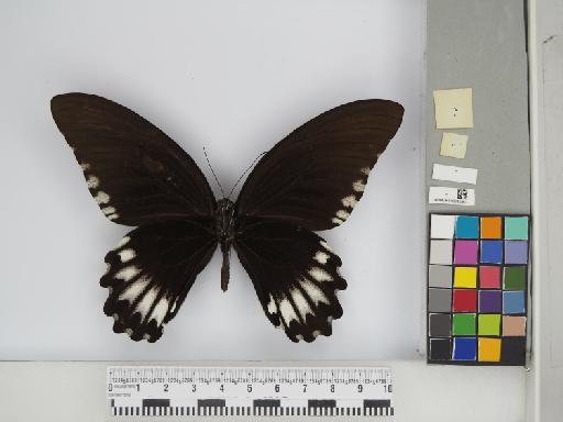 Papilio jordani Fruhstorfer, 1902 - 010242563 Papilio jordani